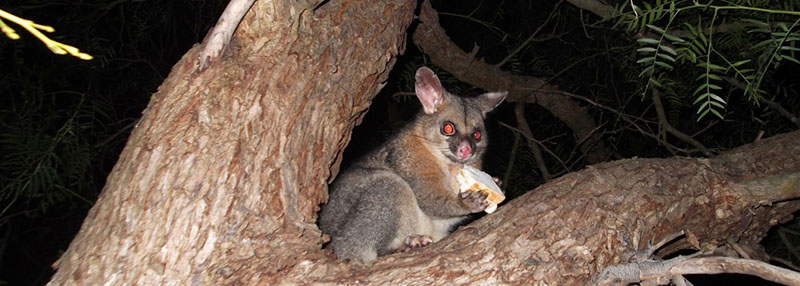 possums in australia