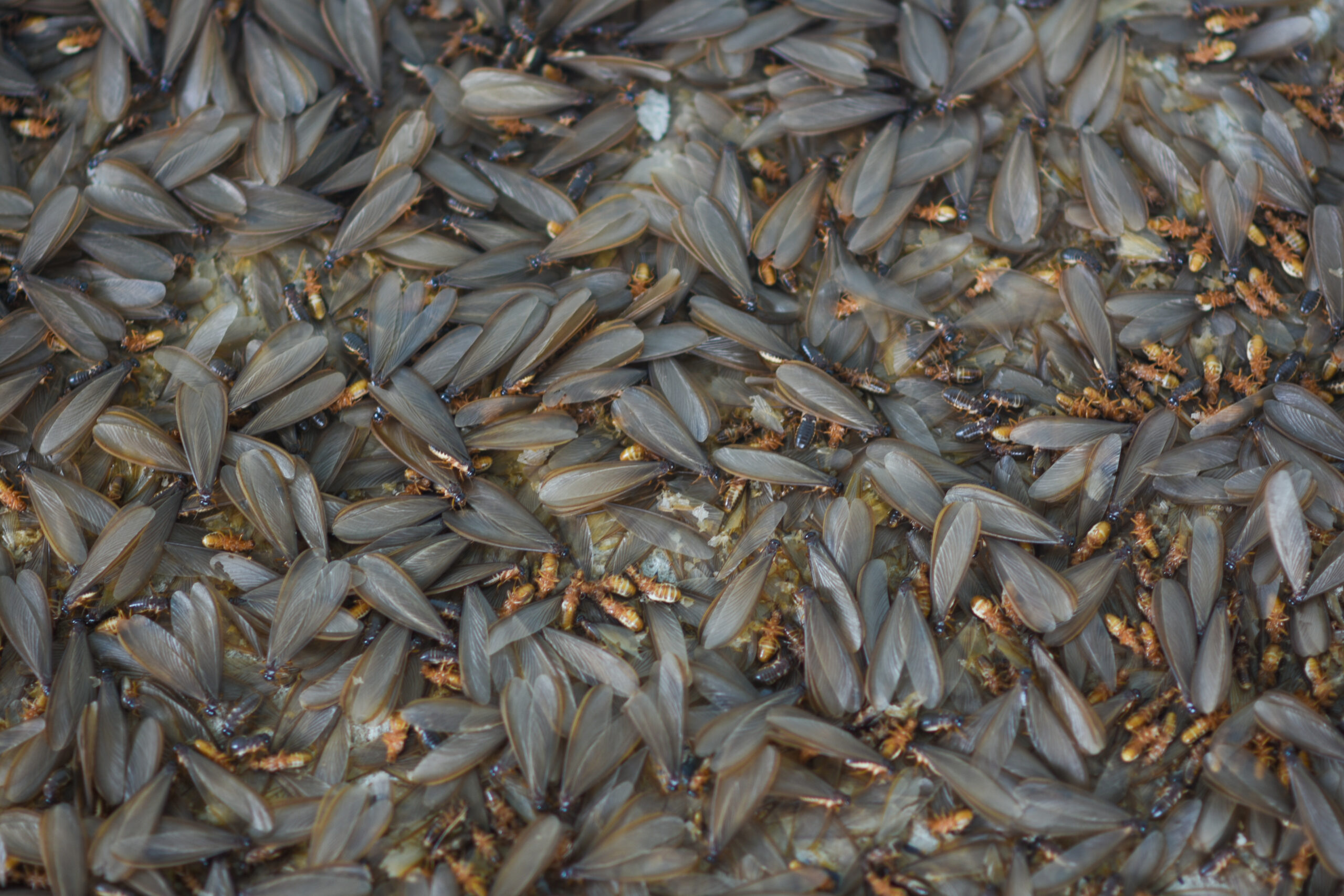 Flying termites or white ants - termite alates