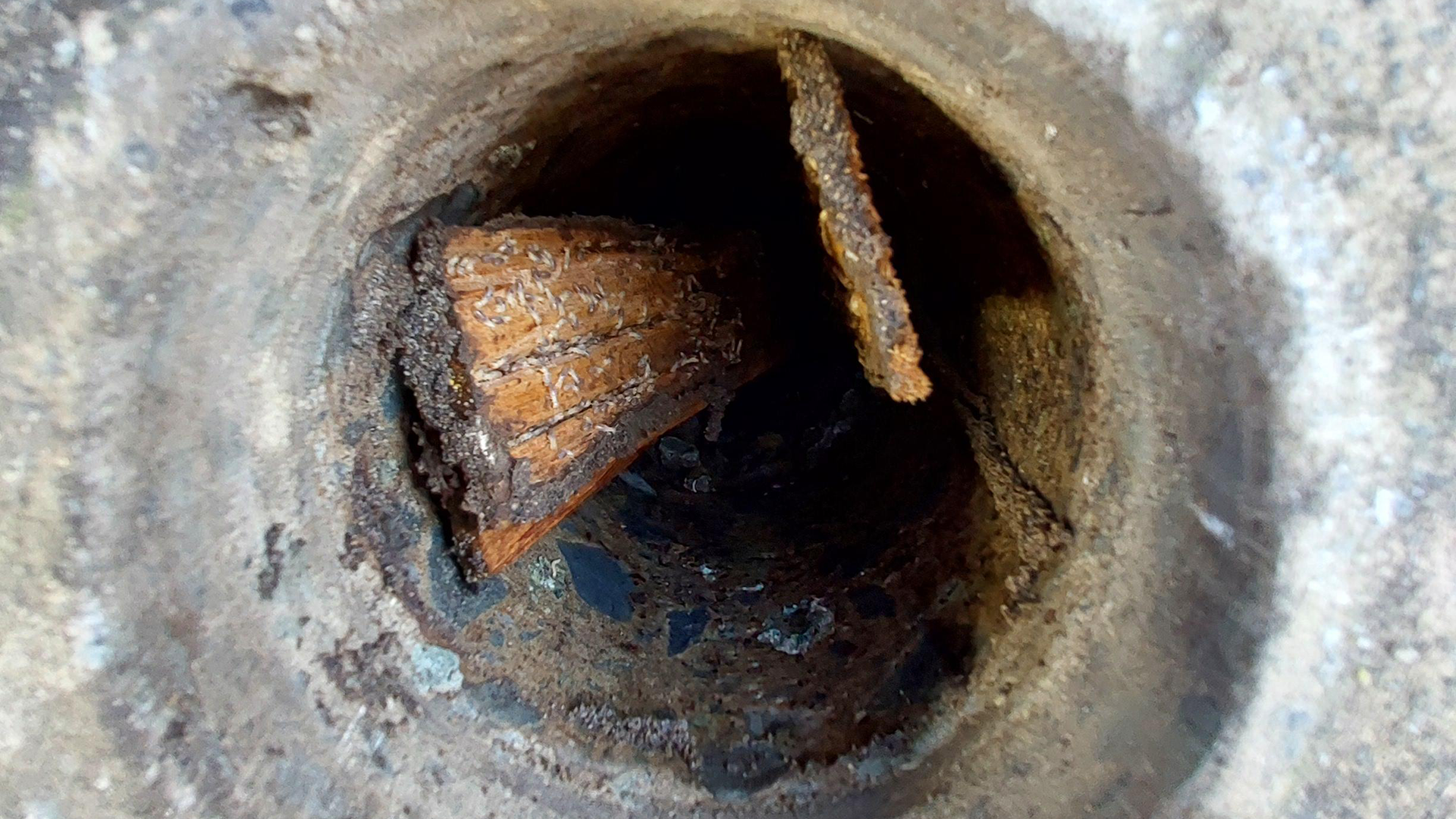 Active termites in a bait station in Algester