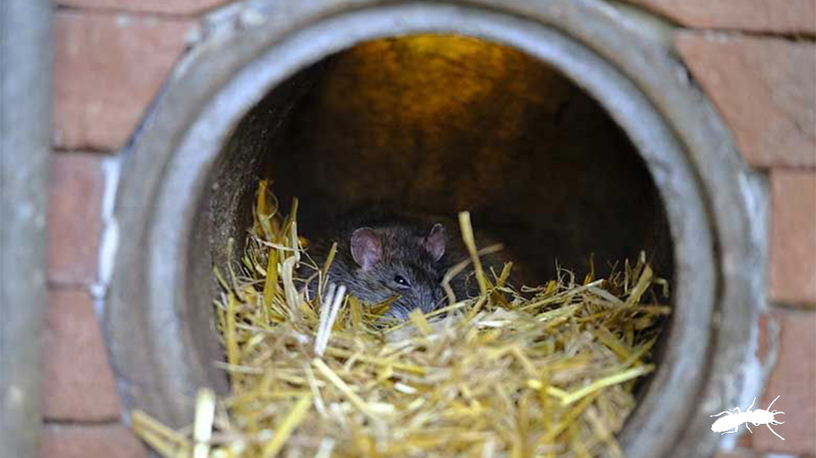 Pests - Rodent taking shelter in a pipe in Nathan