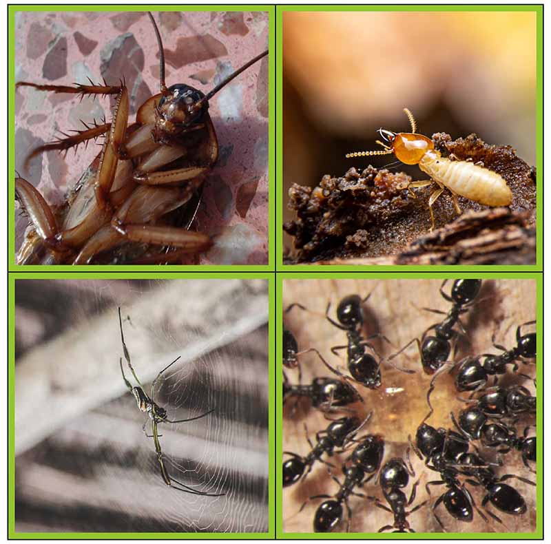 Common pests we treat in the SE-Qld area.jpeg