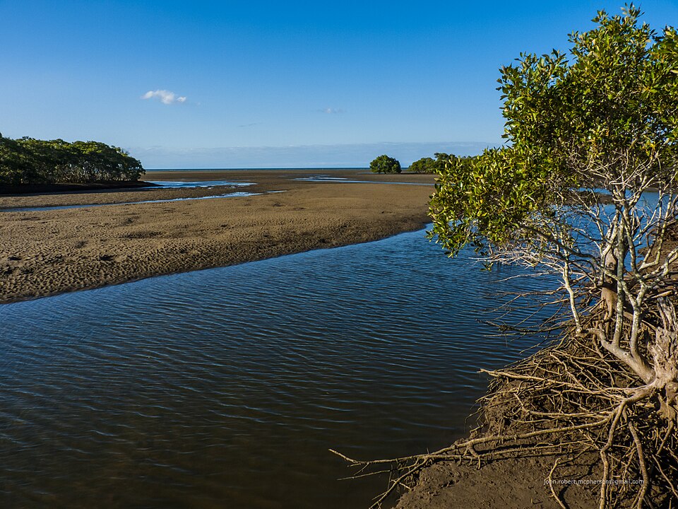 Mangrove creek ecosystem near Brisbane representing Kippa-Ring's natural environment