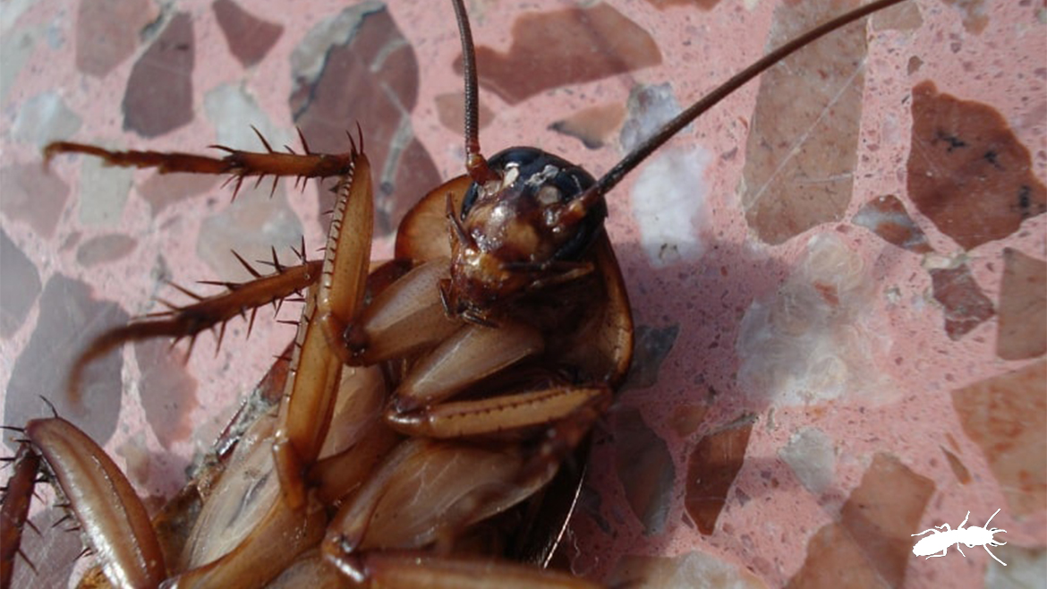 Pests - Cockroach dead on a kitchen bench.